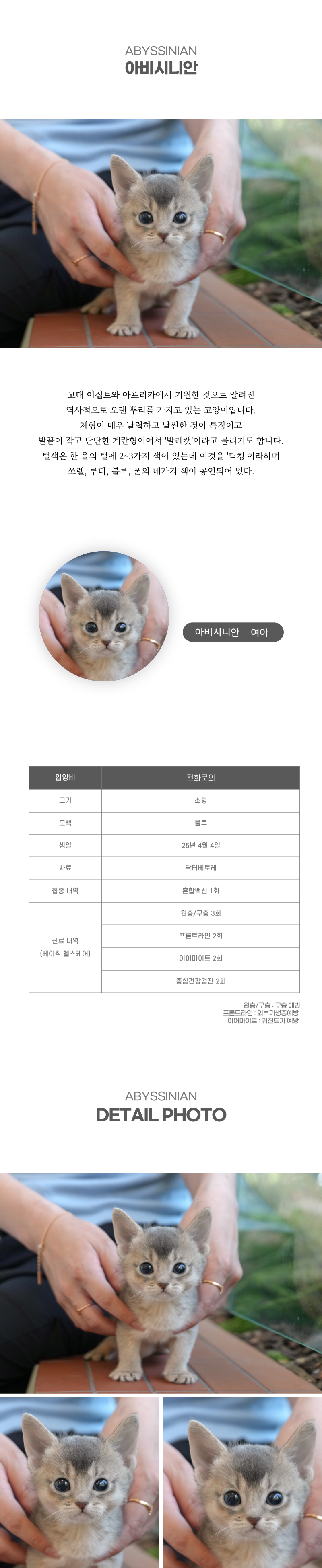 아비시니안_상세이미지_2